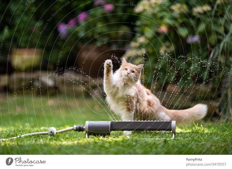 Maine Coon cat playing with water from the sprinkler in the garden Water Jet of water Wet Splash Sprinkler system Lawn sprinkler Meadow Grass Garden
