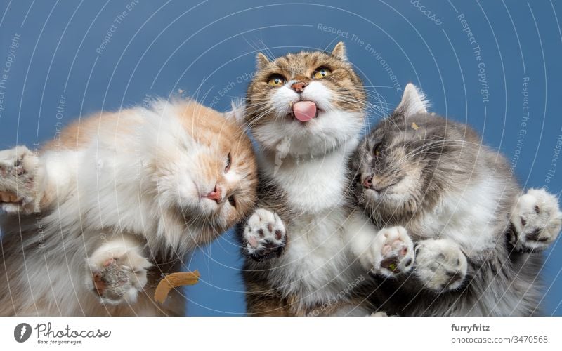 bottom view of three cats licking cat malt cream from a window glass in front of blue sky sunny sunlight summer outdoors paw hairy toe beans pets animal tongue