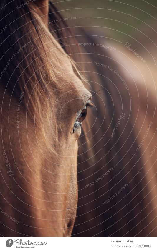 Horse with eye in focus Eyes Mane Brown Nature Close-up Exterior shot Animal portrait Looking