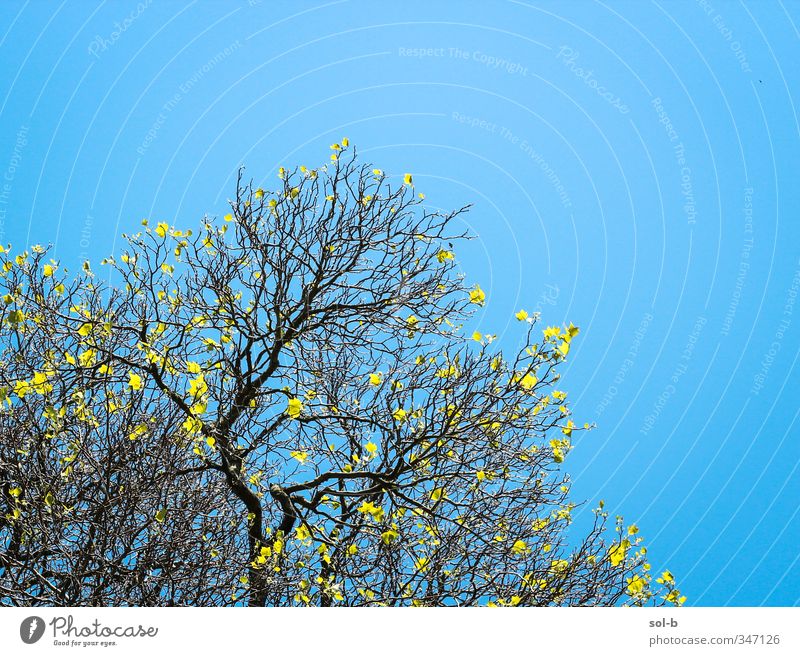 Branching Joy Vacation & Travel Summer Nature Air Cloudless sky Beautiful weather Tree Park Free Happiness Fresh Healthy Bright Uniqueness Natural Blue Yellow