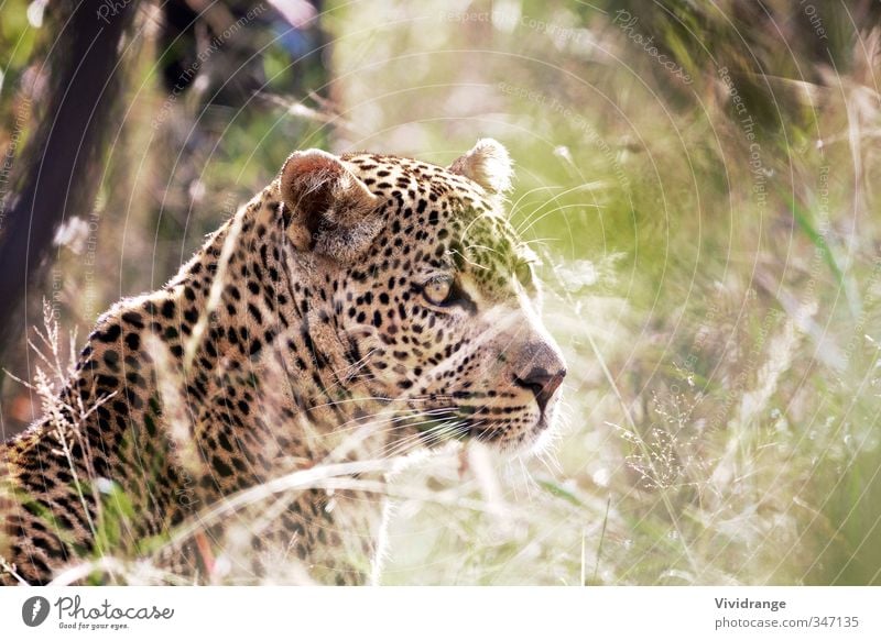 Leopard Vacation & Travel Safari Eyes Zoo Animal Grass Park Wild kruger leopard Mammal national Panthera pardus predator South Africa wildlife Morning Sunbeam