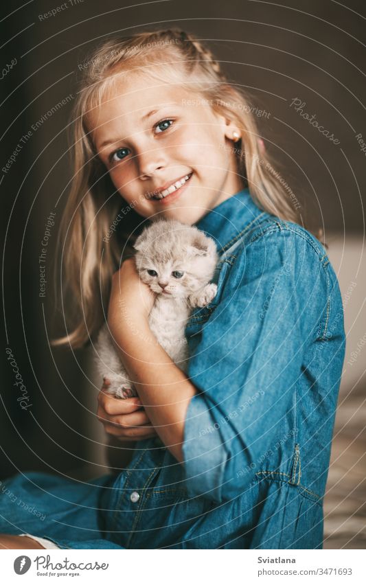 Girl hugs and plays a british little kitten portrait beautiful caucasian beauty pretty blue woman model cheerful studio dress attractive one adorable american