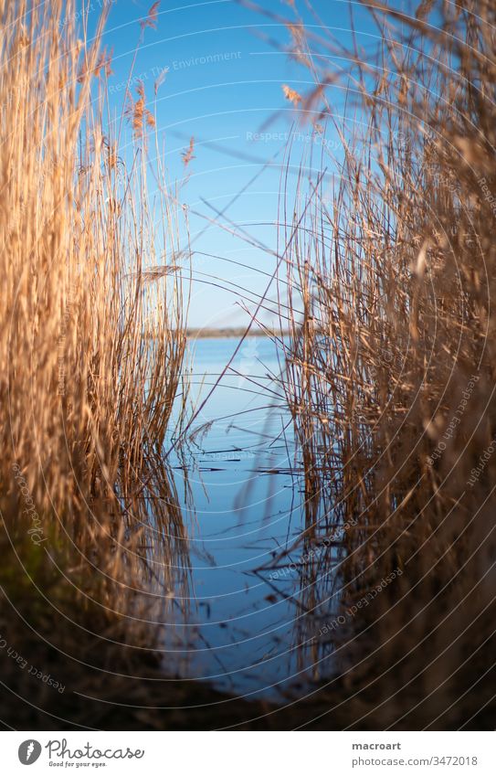 Reed in detail Lake Water reed Common Reed grasses Spring Relaxation open pit mining flooded lignite mining Body of water Swimming lake Landscape Nature