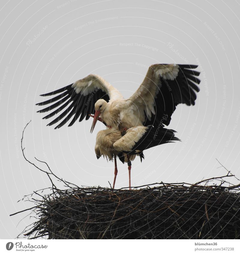 own requirements Animal Wild animal Bird Stork 2 Rutting season Touch Communicate Natural Black White Joie de vivre (Vitality) Spring fever Love Infatuation