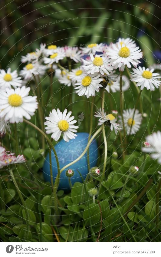 Easter | Easter | blue egg lies softly bedded between daisies. Easter egg Meadow Daisy egg hunt easter sunday Ritual need children's fun Christian festival