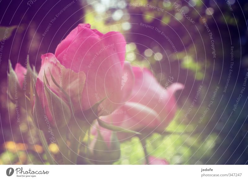 Summer. Sun. Sunshine. Environment Nature Plant Flower Rose Blossom Garden Fragrance Pink Esthetic Elegant Emotions Idyll Creativity Joie de vivre (Vitality)