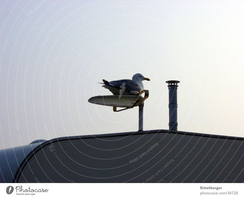 seagull at dusk Twilight Caravan Moeve Baltic Sea
