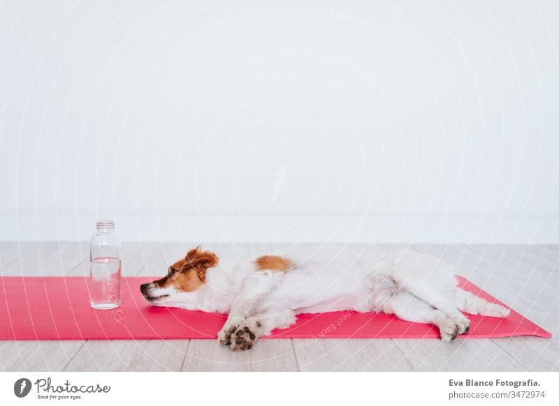 cute small jack russell dog lying on a yoga mat at home. Bottle of water besides. Healthy lifestyle indoors woman pet together sport exercise healthy female