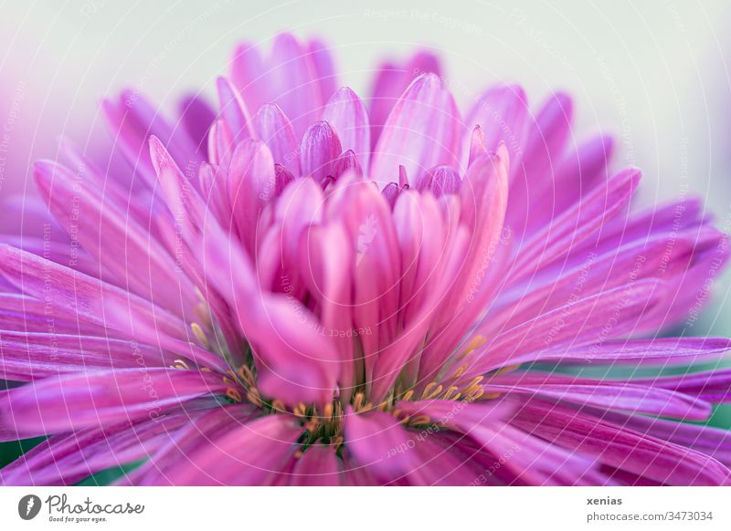 Aster flower in pink against a light background Blossom Flower Pink Plant Blossoming Close-up Detail Garden Summer Neutral Background Shallow depth of field