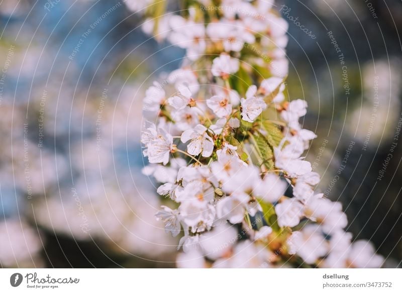 Flowerage in white Flowering plant Blossom petals blossoms White Delicate Spring Blossom leave Deserted Exterior shot Nature Plant Detail Colour photo Beautiful