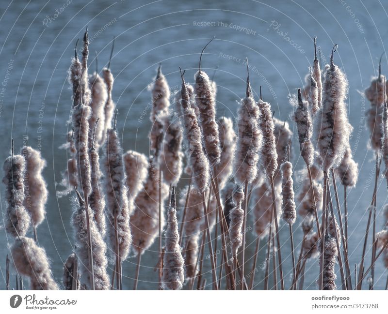 ...the diasporas of the bulrushes fly... Spring Cattail (Typha) Exterior shot Nature Diasporas bank Water Landscape Plant