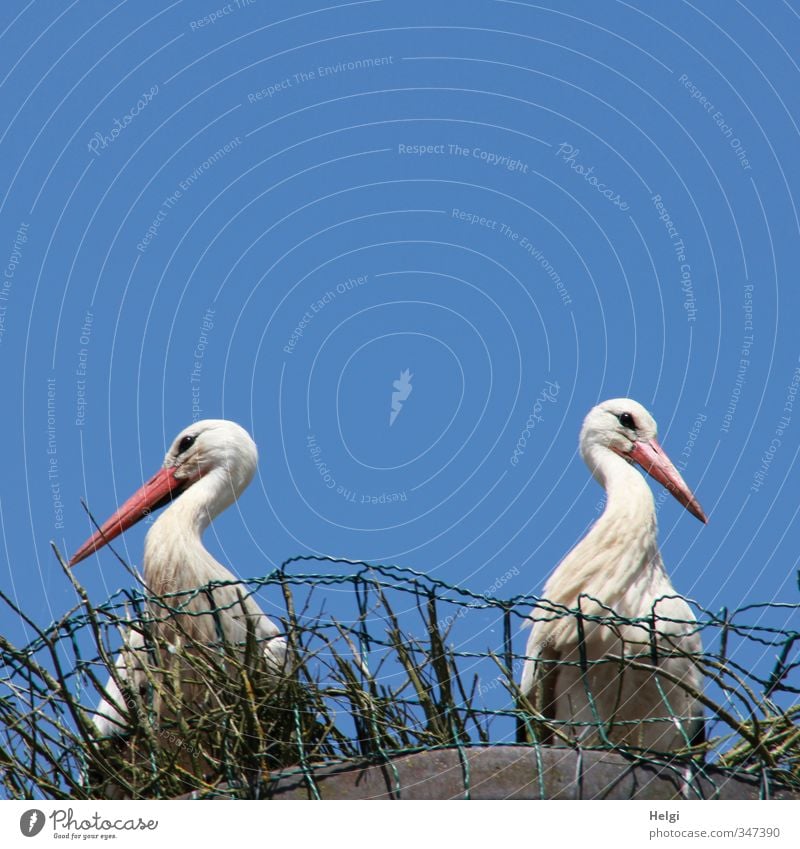 You're so blue about disagreement. Nature Summer Beautiful weather Village Animal Wild animal Bird Stork White Stork 2 Nest Eyrie Observe Looking Stand Wait