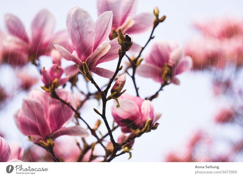 Magnolia blossoms in full splendour with light background stroll Blur Attentive attentiveness Positive Bud Inspiration Happiness Fragrance Flower love
