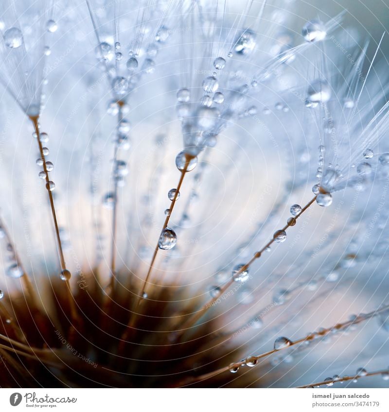 raindrops on the dandelion seed, rainy days in autumn season flower plant wet freshness fragility floral beautiful garden nature decorative decoration abstract