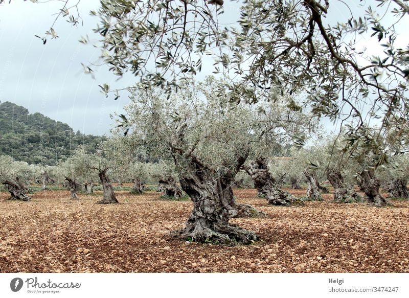 ancient gnarled olive trees in an olive grove Olive tree Olive grove Landscape Environment Nature Tree Agricultural crop Exterior shot Colour photo Deserted