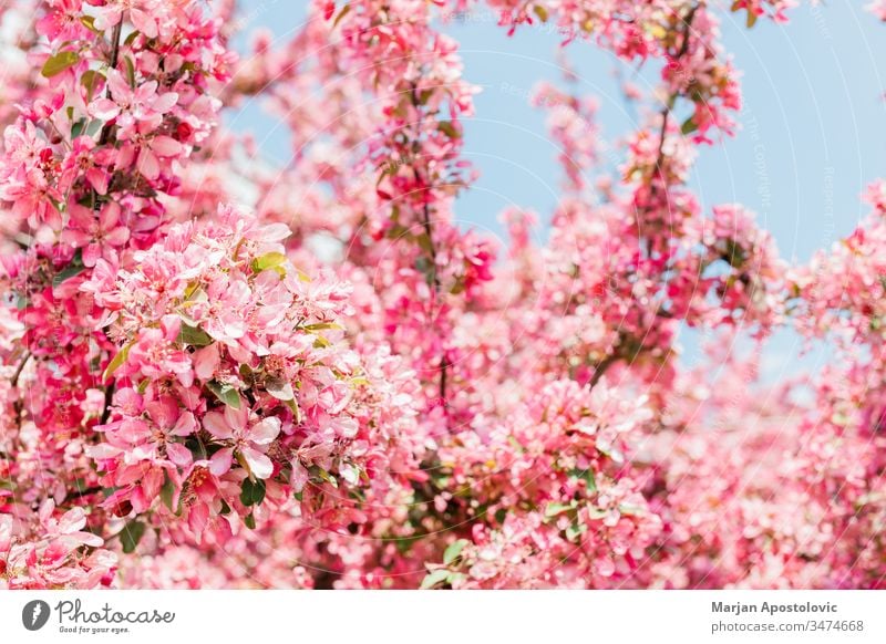 Beautiful blooming cherry blossom in spring time april background beautiful blossoming botanical botany branch bright bud closeup delicate depth detail dreamy