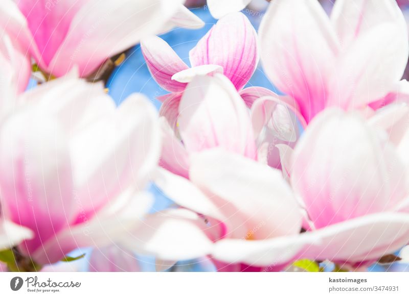 Beautiful magnolia tree blossom in spring time. flower bloom april background beautiful beauty botanical botany branch bud closeup colorful decorative delicate