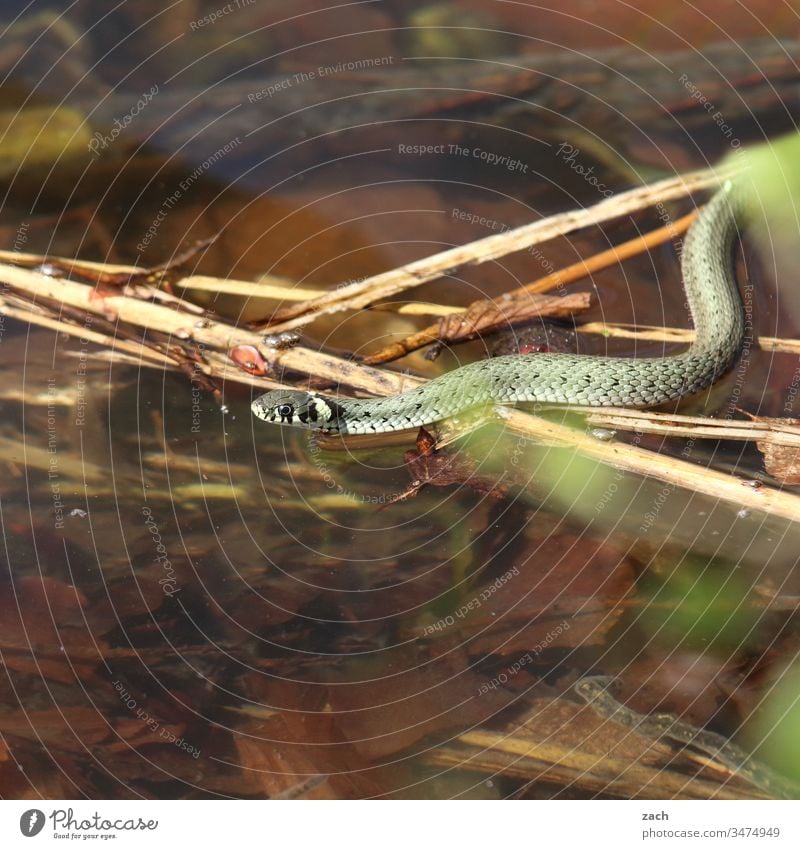 Grass snake in water Snake Animal Viper Ring-snake Reptiles 1 Nature Wild animal Lake Water Brown Flake Green venomously