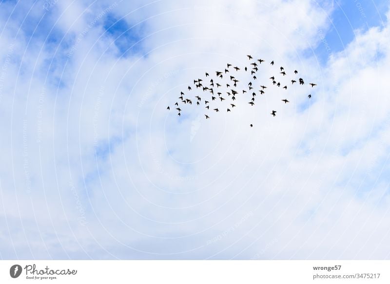 Sound | wing beat of a flock of birds in the sky Bird Flock of birds Flying flapping Sky Exterior shot Deserted Colour photo Day Clouds Nature Animal