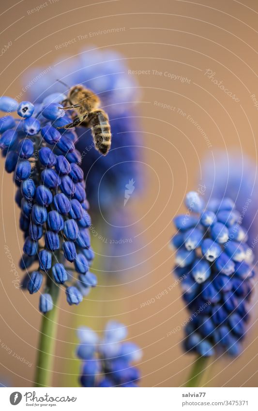 Bee flies on blue grape hyacinth Nature flowers bleed Muscari Blue Brown Plant Sprinkle Floating Honey bee Diligent Colour photo Fragrance Pollen