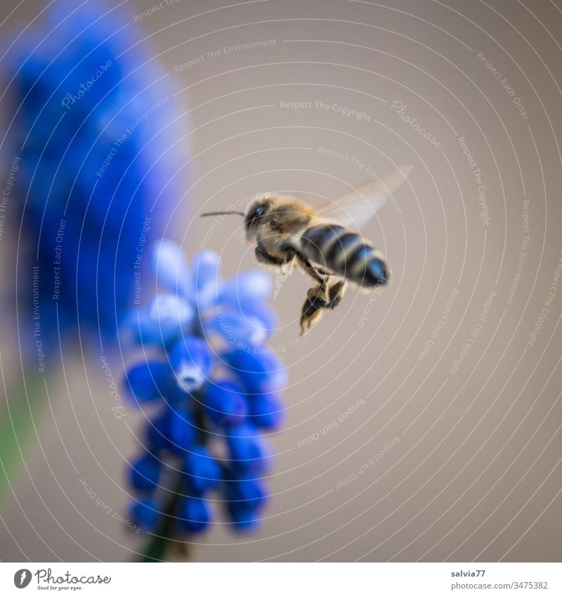 Sound | bee buzz Bee Flying Nature Insect Flower Plant Blossom Exterior shot Summer Colour photo Garden Deserted Spring Blossoming Shallow depth of field
