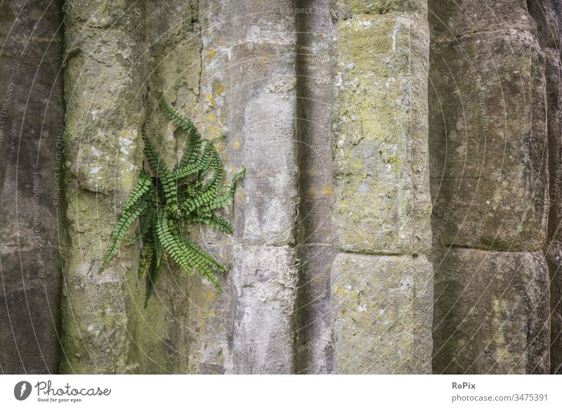 Fern on the wall of a Scottish abbey. Wall (barrier) stone blocks Wall (building) rampart Fortress Sandstone Architecture City wall Town urban Truck castle