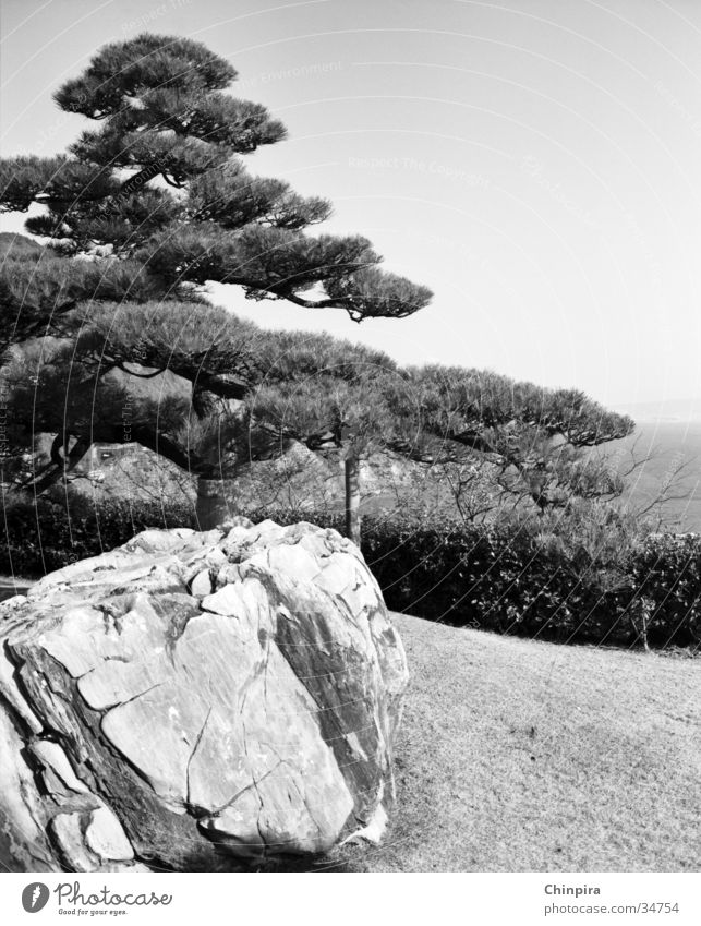 Zen Japan Shizuoka Stone Pine Black & white photo