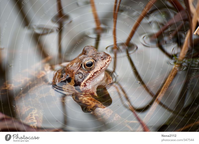 Looking for food Environment Nature Animal Spring Summer Pond Lake Frog 1 Hang Swimming & Bathing Wait Painted frog Brown Colour photo Close-up Detail Deserted