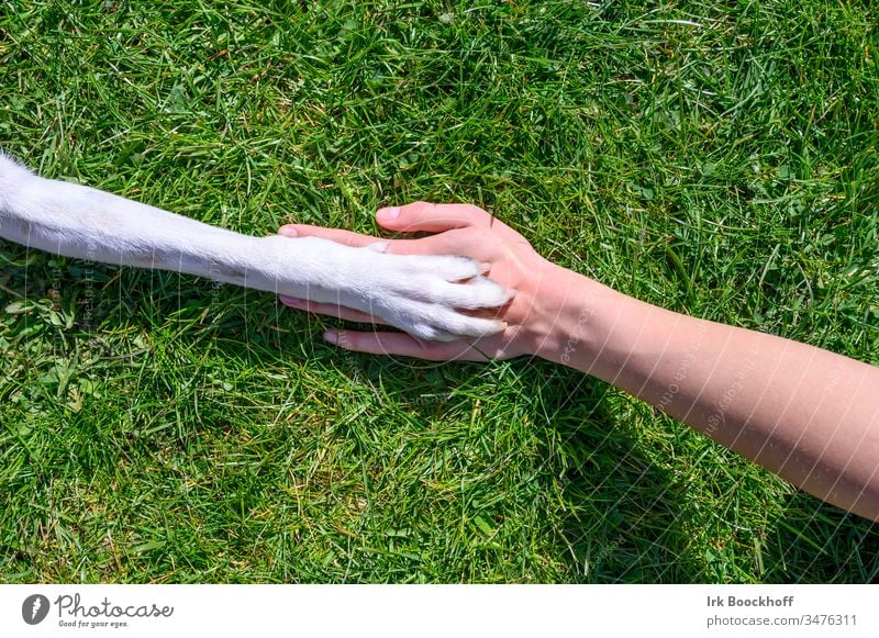 Dog paw on human hand on the lawn dog paw Hand overlying Lawn Animal Grass Meadow Mammal Pet Summer Woman Paw Exterior shot Green Colour photo Friendship Joy
