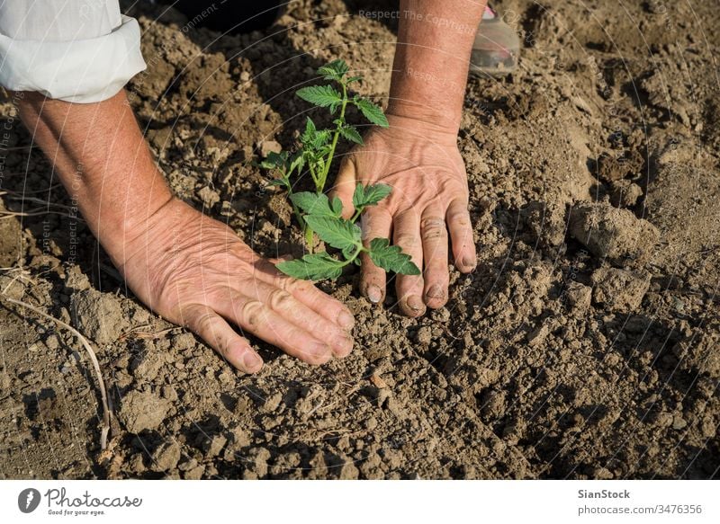 Planting tomatoes in the field farming plant agriculture organic planting gardening soil seedling vegetable spring hand growing seeds plants hands nature sowing