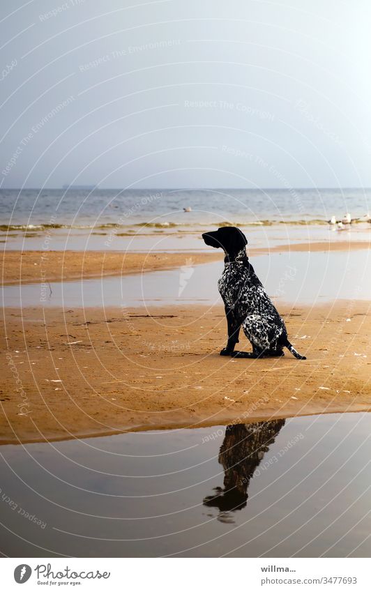 Hunting dog German Shorthair sitting on sandbank Dog Hound Sandbank Baltic Sea Sit reflection Animal pointing dog Black Lake Ocean