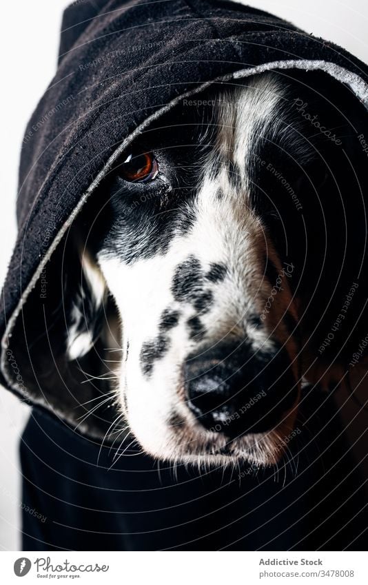 Funny dog in black hoodie pet home concept floor lying funny animal cute domestic canine english setter garment apparel happy rest relax adorable purebred