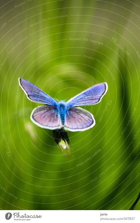 blue Beautiful weather Grass Meadow Animal Wild animal Butterfly 1 Exotic Natural Blue Colour photo Exterior shot Close-up Detail Deserted Copy Space top