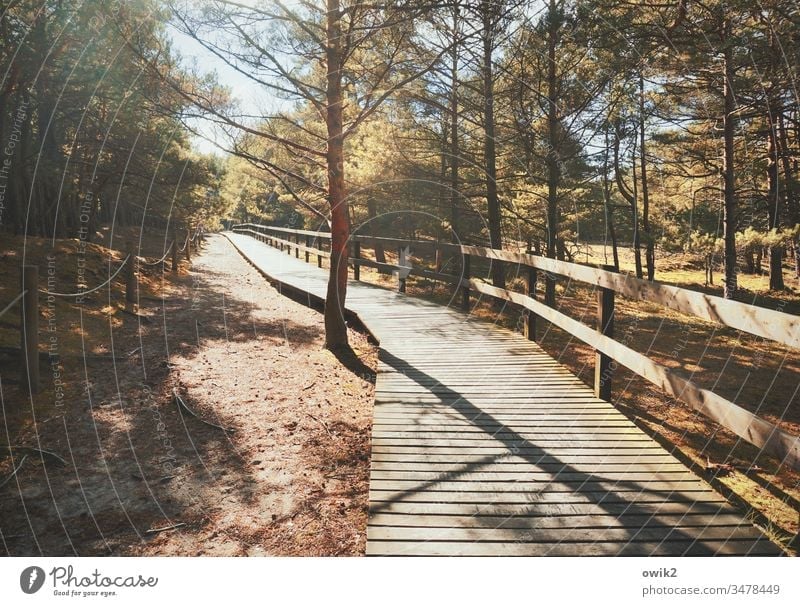 orphan off Nature nature trail Wood wooden planks Handrail Forest out Exterior shot Landscape Lanes & trails Colour photo Environment Tree Deserted Sky Plant