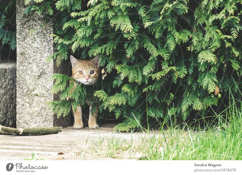A red tomcat sits in the undergrowth Cat hangover Red trees Garden Stone inquisitorial inquisitive Green Hedge tuje Animal Pet Colour photo animal portrait