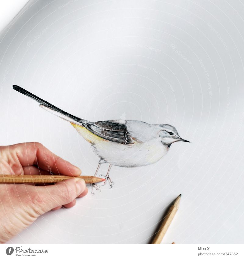 little bird Leisure and hobbies Fingers Art Artist Painter Work of art Painting and drawing (object) Animal Bird 1 Draw Creativity Drawing Drawing pencil Pencil
