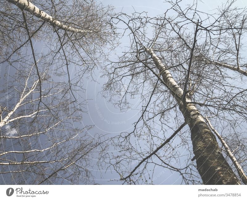 Birch trees reach for the sky Nature Environment Forest Birch wood Plant Landscape Beautiful weather Deserted Exterior shot Colour photo Day Central perspective