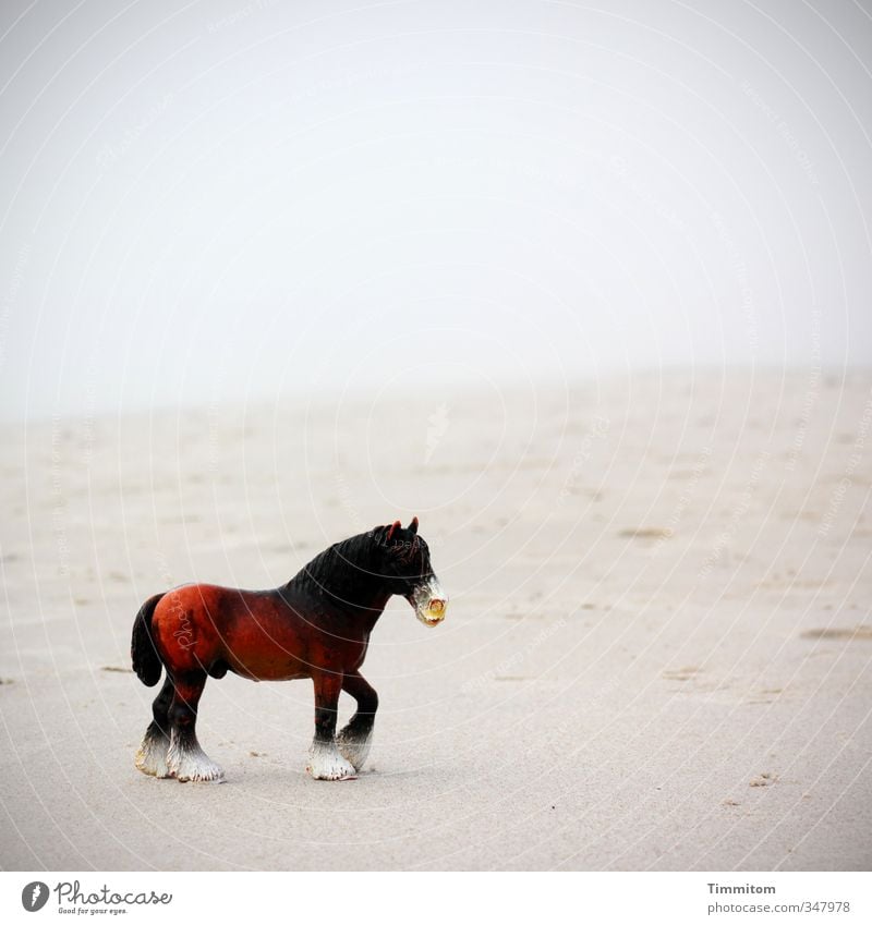 Sand horse. Environment Nature Water Bad weather Beach North Sea Denmark Animal Horse 1 Plastic Simple Brown Gray Black Emotions Toys Playing Colour photo