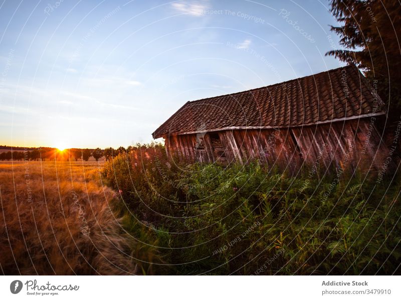 Rural landscape with shabby barn at sunset rural field wooden old weathered countryside autumn blue sky house building nature peaceful picturesque serene calm