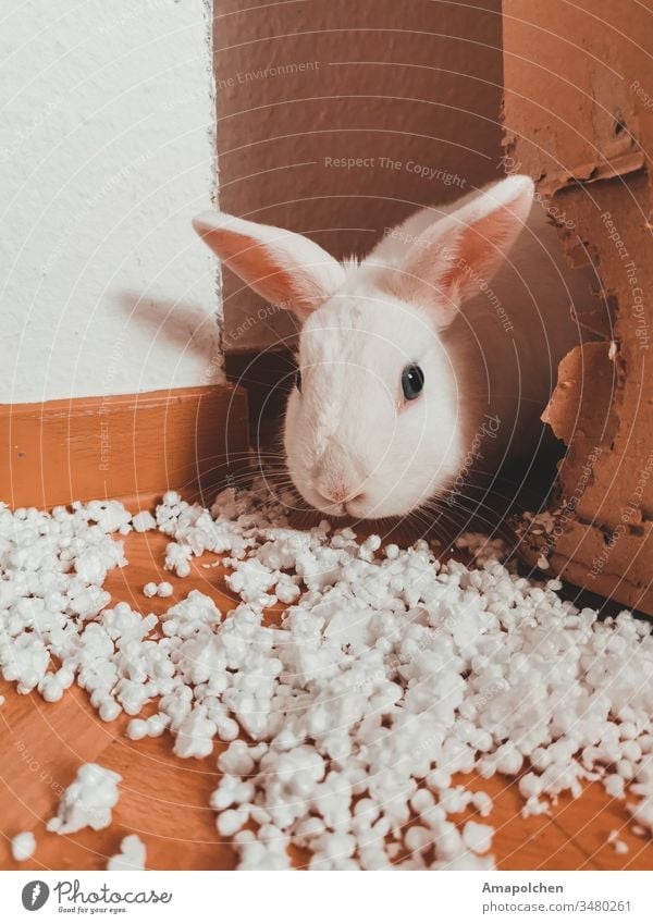 white rabbit chews cardboard , filler or popcorn Pygmy rabbit Pet Hare & Rabbit & Bunny Animal Pelt Animal portrait Animal face Easter Bunny Love of animals