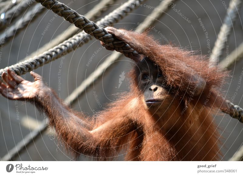 In Pongoland Nature Animal Zoo 1 Emotions Safety (feeling of) Wanderlust Loneliness Monkeys Apes Orang-utan Rope Cage Hand Pelt Borneo Colour photo