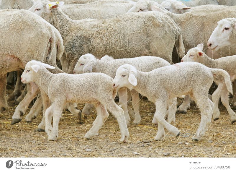 Lambs in a passing flock of sheep Sheep Flock Walking young animal herd instinct Agriculture Farm mutiny Animal Rural Wool wool supplier Herd Many