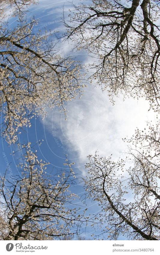 blossoming cherry trees from the frog's perspective with sunshine and white cloud in the blue sky Cherry blossom Blossom Cherry tree Worm's-eye view