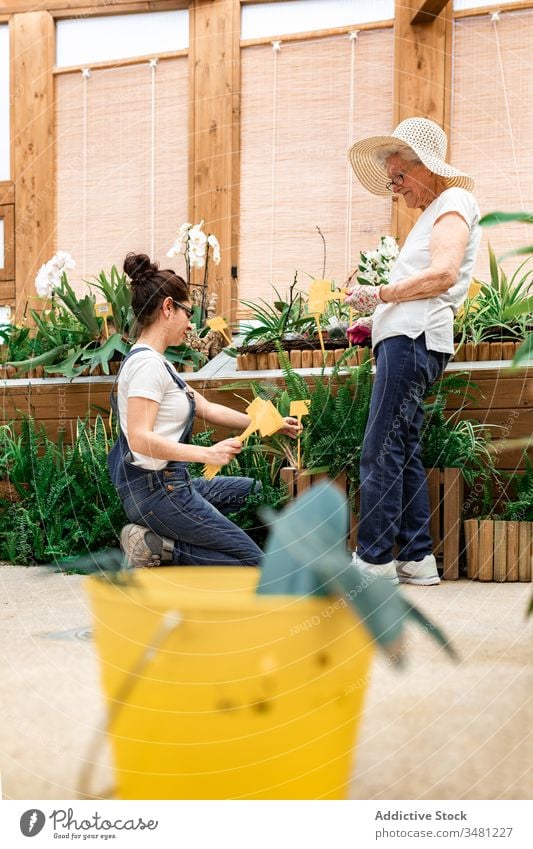 Female gardeners putting label sticks into pots women hothouse plant botany colleague together female adult elderly senior cultivate horticulture greenhouse
