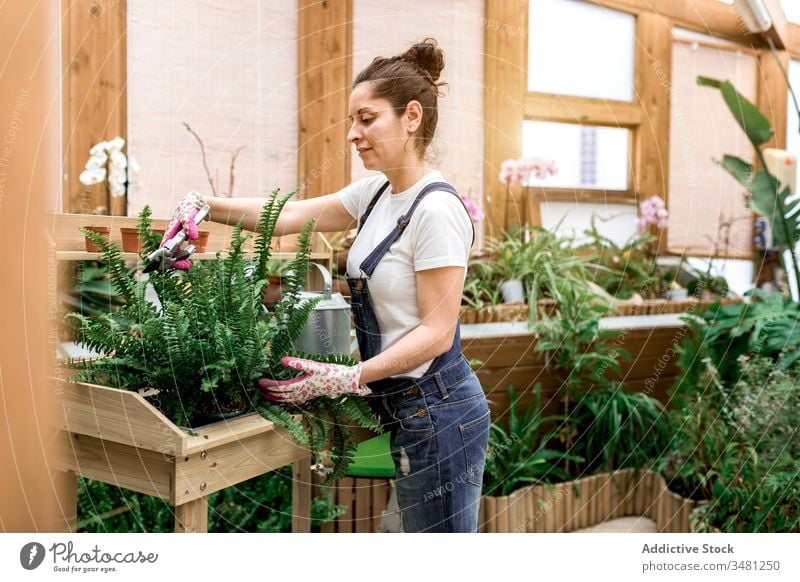 Woman gardener cutting leaves of plant woman leaf fern hothouse care smile female botany flora florist green fresh growth natural organic table glasses glove