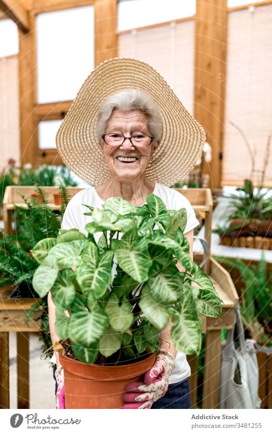 Happy senior gardener with plant potted woman hothouse smile carry hobby work female elderly agriculture greenhouse organic fresh botany horticulture cultivate