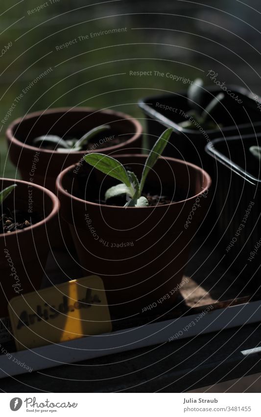 Artichoke plants in a greenhouse Plant Greenhouse wax Clay pot Sunlight Shadow play Earth do gardening