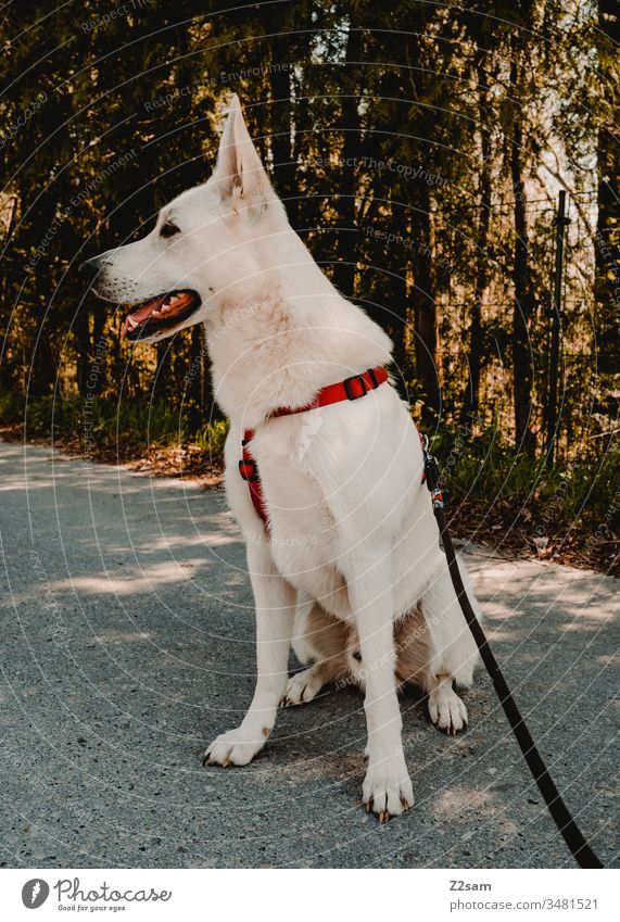 white shepherd dog Shepherd dog Dog Pet Walk the dog To go for a walk out Sit well-behaved leash Animal Exterior shot Colour photo Animal portrait Nature great