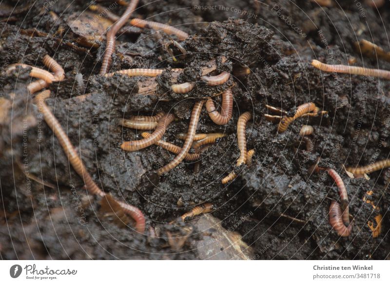 Many earthworms in fresh compost Earthworm Compost Compost soil composting compost worm Nature Experiencing nature Worm Garden Brown Wild animal Close-up