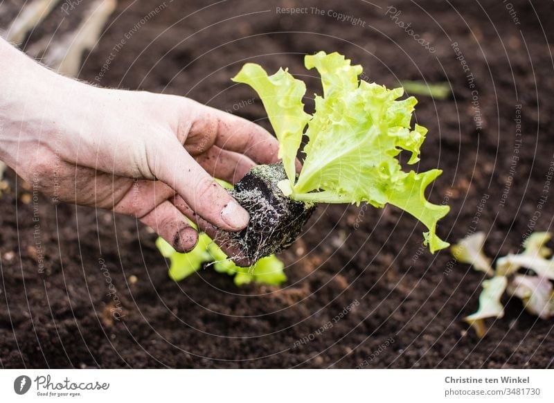Hand of a young man planting salad Lettuce Salad leaf plants salad plant Garden Bed (Horticulture) Spring Gardening Nature Green Brown Plant Earth